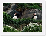 Atlantic Puffin lunni_7402 * 800 x 598 * (392KB)